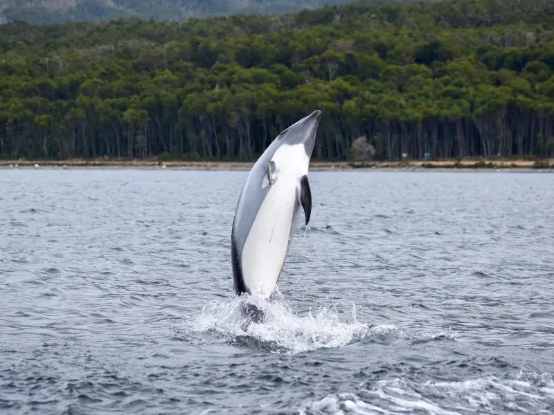 Dolphin leaping out of the water in the Strait of Magellan