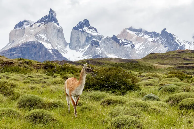 Guanako in der Steppe vor den Cuernos del Paine