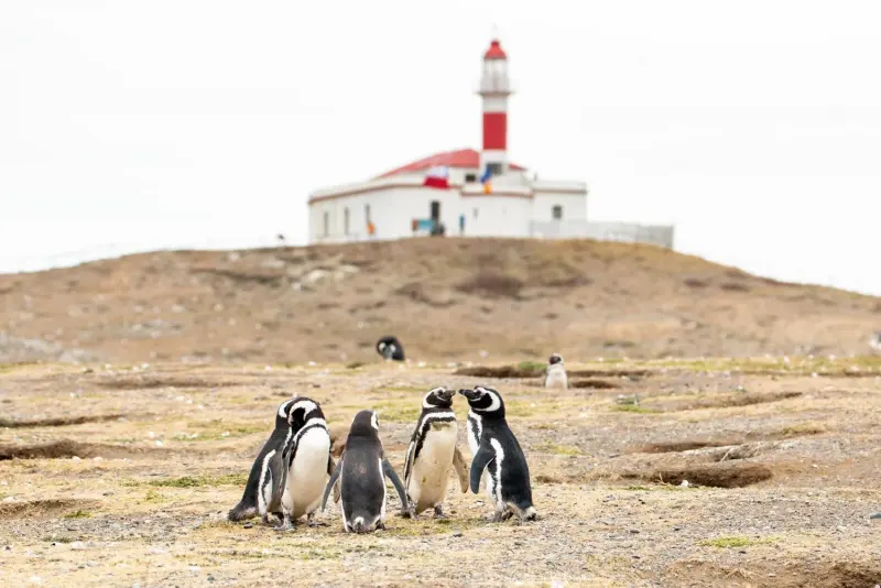 Magellanic penguins next to the Isla Magdalena lighthouse