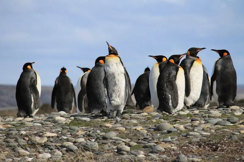 King penguin colony on the Fuegian grassland