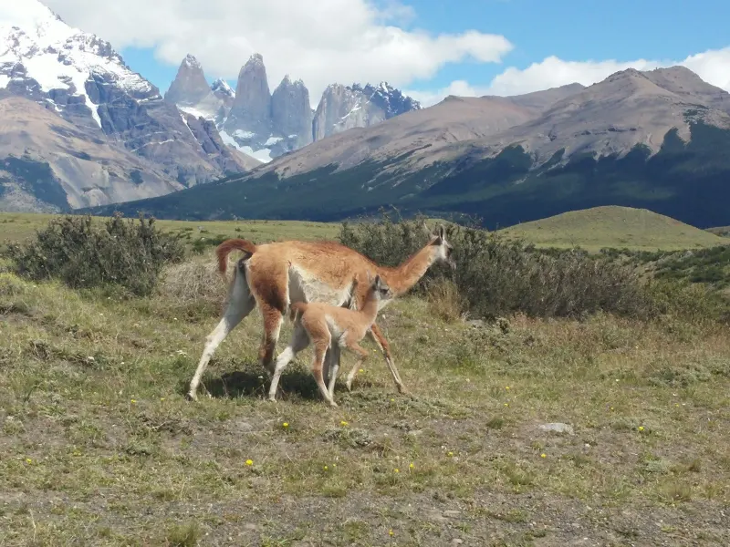Guanaco in front of a lake and the Cuernos del Paine